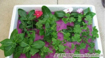 100%成活率的花卉插扦方法