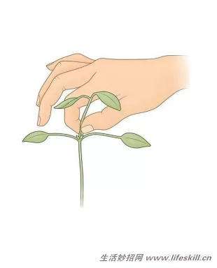 家庭盆栽的修剪、整形和造型小介绍(图3) 家庭盆栽的修剪、整形和造型小介绍