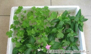 100%成活率的花卉插扦方法