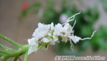 100%成活率的花卉插扦方法