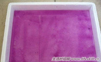 100%成活率的花卉插扦方法