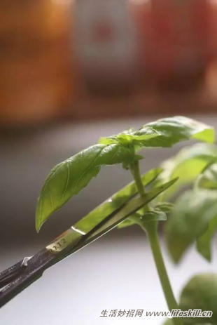 家庭盆栽的修剪、整形和造型小介绍(图10) 家庭盆栽的修剪、整形和造型小介绍