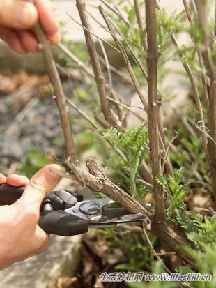 家庭盆栽的修剪、整形和造型小介绍(图4) 家庭盆栽的修剪、整形和造型小介绍