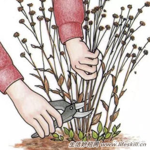 家庭盆栽的修剪、整形和造型小介绍(图5) 家庭盆栽的修剪、整形和造型小介绍
