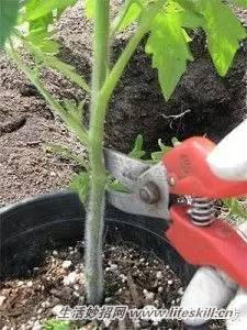 家庭盆栽的修剪、整形和造型小介绍(图13) 家庭盆栽的修剪、整形和造型小介绍