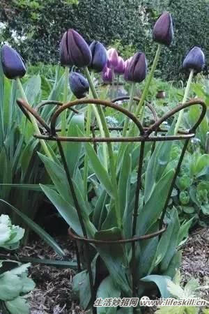 家庭盆栽的修剪、整形和造型小介绍(图14) 家庭盆栽的修剪、整形和造型小介绍