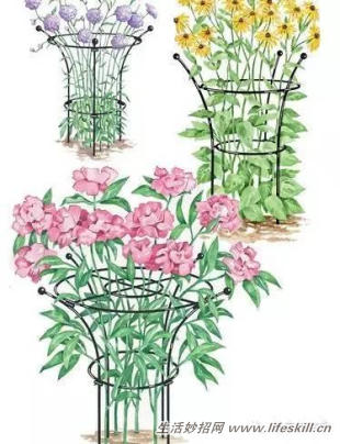 家庭盆栽的修剪、整形和造型小介绍(图17) 家庭盆栽的修剪、整形和造型小介绍