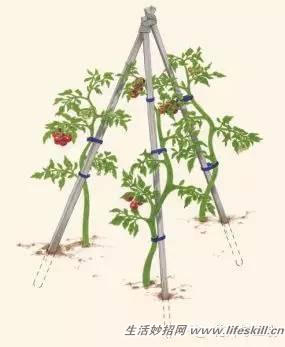 家庭盆栽的修剪、整形和造型小介绍(图15) 家庭盆栽的修剪、整形和造型小介绍