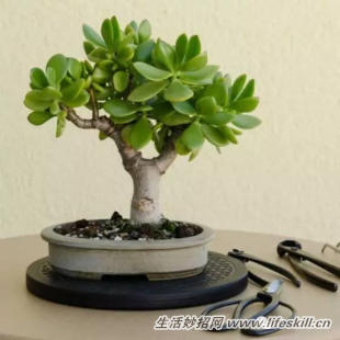 家庭盆栽的修剪、整形和造型小介绍(图11) 家庭盆栽的修剪、整形和造型小介绍