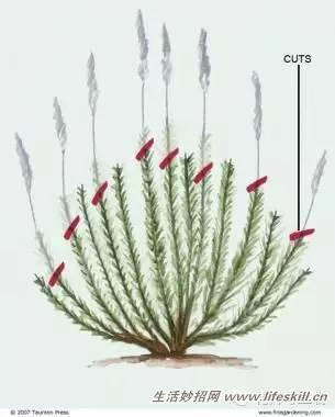 家庭盆栽的修剪、整形和造型小介绍(图20) 家庭盆栽的修剪、整形和造型小介绍