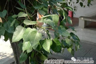 家庭盆栽的修剪、整形和造型小介绍(图16) 家庭盆栽的修剪、整形和造型小介绍