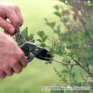 家庭盆栽的修剪、整形和造型小介绍(图21) 家庭盆栽的修剪、整形和造型小介绍