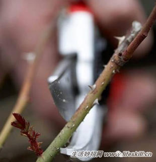 家庭盆栽的修剪、整形和造型小介绍(图22) 家庭盆栽的修剪、整形和造型小介绍