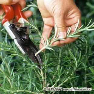 家庭盆栽的修剪、整形和造型小介绍(图24) 家庭盆栽的修剪、整形和造型小介绍