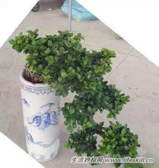 家中常见花卉的浇水方法,别再浇死了!(图2) 家中常见花卉的浇水方法,别再浇死了!