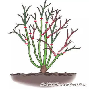 家庭盆栽的修剪、整形和造型小介绍(图23) 家庭盆栽的修剪、整形和造型小介绍