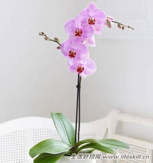 家庭盆栽的修剪、整形和造型小介绍(图25) 家庭盆栽的修剪、整形和造型小介绍