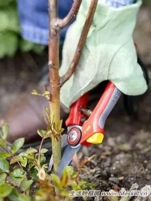 家庭盆栽的修剪、整形和造型小介绍(图26) 家庭盆栽的修剪、整形和造型小介绍