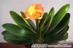 家中常见花卉的浇水方法,别再浇死了!(图4) 家中常见花卉的浇水方法,别再浇死了!