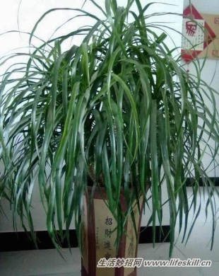 家中常见花卉的浇水方法,别再浇死了!(图5) 家中常见花卉的浇水方法,别再浇死了!