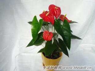 家中常见花卉的浇水方法,别再浇死了!(图6) 家中常见花卉的浇水方法,别再浇死了!