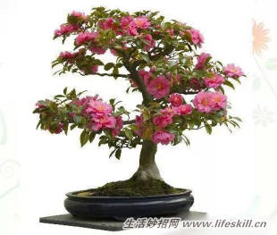 家中常见花卉的浇水方法,别再浇死了!(图3) 家中常见花卉的浇水方法,别再浇死了!