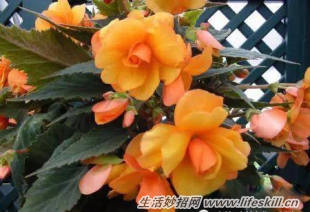 家中常见花卉的浇水方法,别再浇死了!(图11) 家中常见花卉的浇水方法,别再浇死了!