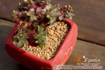 多肉植物营养配土的做法