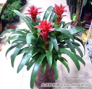 家中常见花卉的浇水方法,别再浇死了!(图7) 家中常见花卉的浇水方法,别再浇死了!