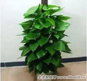 家中常见花卉的浇水方法,别再浇死了!(图8) 家中常见花卉的浇水方法,别再浇死了!