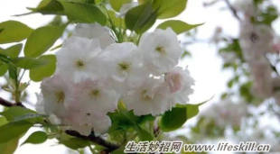 家中常见花卉的浇水方法,别再浇死了!(图10) 家中常见花卉的浇水方法,别再浇死了!