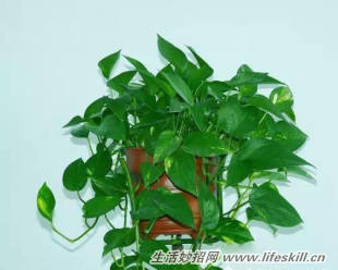 家中常见花卉的浇水方法,别再浇死了!(图9) 家中常见花卉的浇水方法,别再浇死了!