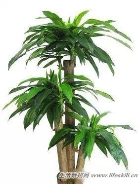 家中常见花卉的浇水方法,别再浇死了!(图16) 家中常见花卉的浇水方法,别再浇死了!