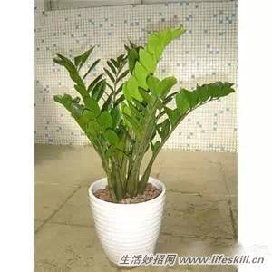 家中常见花卉的浇水方法,别再浇死了!(图15) 家中常见花卉的浇水方法,别再浇死了!