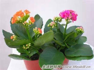 家中常见花卉的浇水方法,别再浇死了!(图12) 家中常见花卉的浇水方法,别再浇死了!