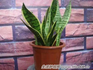 家中常见花卉的浇水方法,别再浇死了!(图13) 家中常见花卉的浇水方法,别再浇死了!