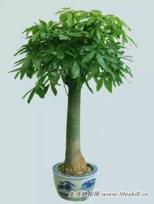 家中常见花卉的浇水方法,别再浇死了!(图14) 家中常见花卉的浇水方法,别再浇死了!