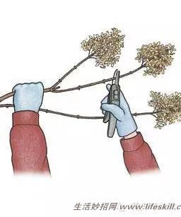 家庭盆栽的修剪、整形和造型小介绍(图8) 家庭盆栽的修剪、整形和造型小介绍