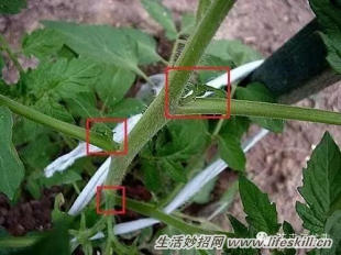 家庭盆栽的修剪、整形和造型小介绍(图7) 家庭盆栽的修剪、整形和造型小介绍