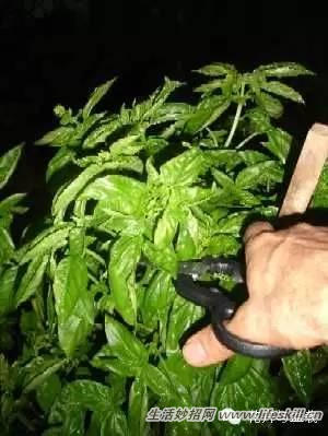 家庭盆栽的修剪、整形和造型小介绍(图6) 家庭盆栽的修剪、整形和造型小介绍