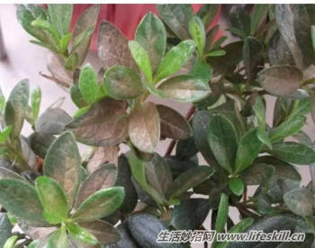 养花用食醋竟有起死回生的妙用(图5) 养花用食醋竟有起死回生的妙用