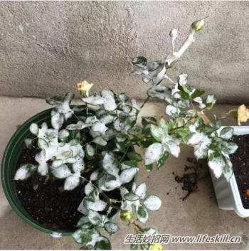 养花用食醋竟有起死回生的妙用(图4) 养花用食醋竟有起死回生的妙用