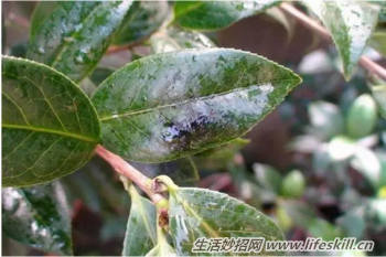 养花用食醋竟有起死回生的妙用(图6) 养花用食醋竟有起死回生的妙用