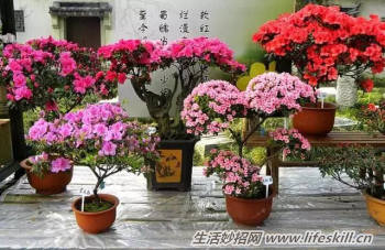 养花用食醋竟有起死回生的妙用(图2) 养花用食醋竟有起死回生的妙用