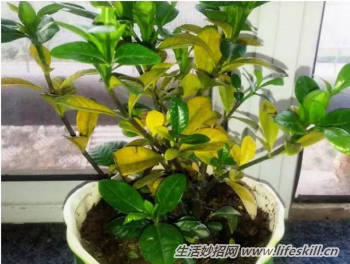 养花用食醋竟有起死回生的妙用(图3) 养花用食醋竟有起死回生的妙用