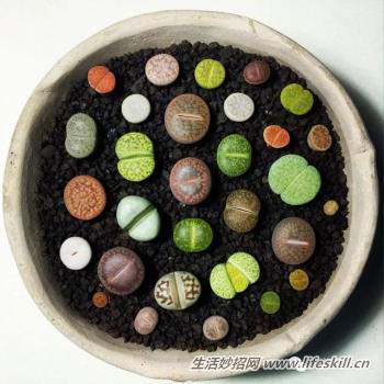 种植多肉植物要注意的4个要点