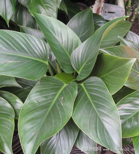 家庭盆栽观叶植物你认识几个？
