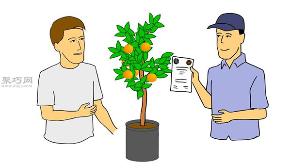 自家怎样种植柑橘 柑橘栽培种植技术(图6) 自家怎样种植柑橘 柑橘栽培种植技术