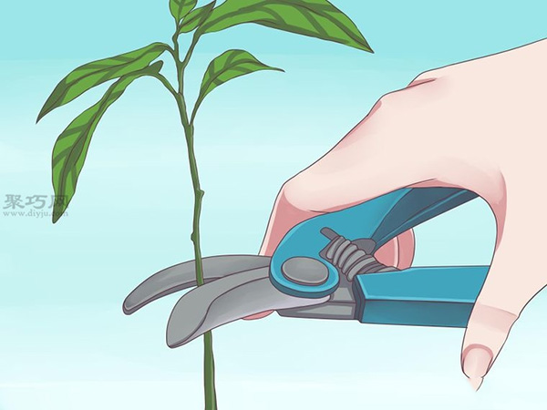 栽种鳄梨步骤 8