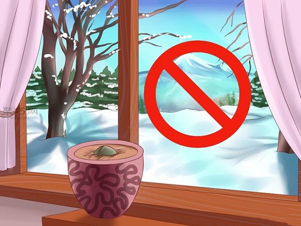 栽种鳄梨步骤 2